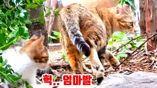 #새끼고양이울며찾는어미고양이#엄마찾아우는새끼고양이