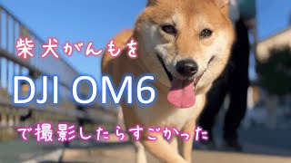 スマホ用ジンバル DJI OM6で柴犬の散歩を撮影したらなんかすごかった／took a picture of a Shiba Inu walking with a smartphone gimbal