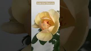 Jude the Obscure rose #judetheobscure #roseplants #flower #lunaplants