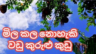 මාස ගානක් මහන්සිවෙලා හදන වඩු කුරුළු කුඩු-කඩන්න ලග තියාගන්න නීතියෙන් තහනම්