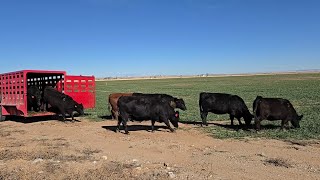 Moving 100 Cows,  Breakin' 1 Phone!