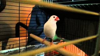 Java Finch song