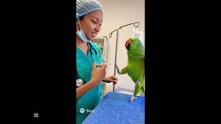 Funny Trashtalking Parrot videos🤣Must Subscribe😍