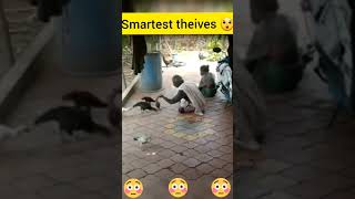 Smartest 😍 theives 🤫 Caught on Camera #viral #short #shorts