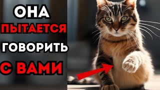 Что кошка хочет вам сказать? Не игнорируйте эти знаки!