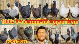 বিশ্বসেরা নামিদামি সব কবুতর কিনুন মনির হোসেন মনা ভাইয়ের খামার থেকে,100%টপ কোয়ালিটির সম্পূর্ণ।