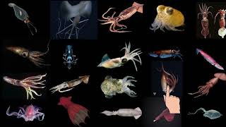 10 + Types of Squid Species