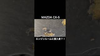 【MAZDA CX-5】エンジンルームに侵入者？！ #mazda #shorts #CX-5 #侵入者