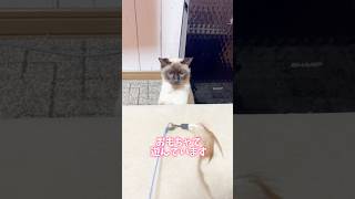 遊ぶ気がない猫 来年もよろしくお願いします #shorts #猫 #cat #cute