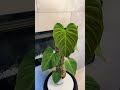 The Best Philodendron Hybrid (Splendid) #philodendron #aroids #shorts