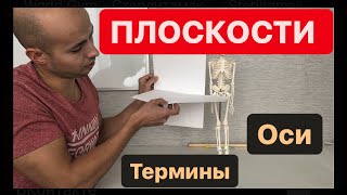 Анатомические плоскости, оси, позиция, термины