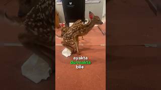 Yavru Geyiklerin Savunma Tekniği! 🦌🌿✨😲