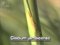 saw-grass (Cladium jamaicense)