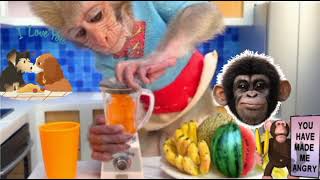 Monkey Baby Bon Bon harvests fruit on the farm to make watermelon smoothies#19