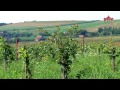 il tartufo alba video