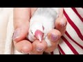 【文鳥】bgmなしver☆癒しのひとときに♪甘えん坊タイム増殖中。