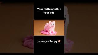 【ASMR】Your birth month = Your pet 🐶🐱🐼🐧 Which one is yours? #asmrsounds #oddlysatisfying
