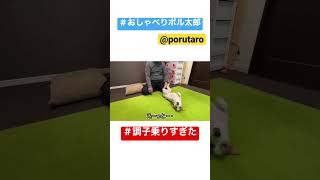 【しゃべる犬】調子に乗りすぎた#shorts #いぬ #ジャックラッセルテリア