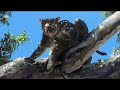 thylacoleo the extinct marsupial lion of prehistoric australia