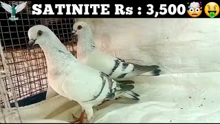 HYDERABADI NEELY SATINITE PAIRS 3500/-🤠 || Tukhdi lot for sale in Hyd Deccan