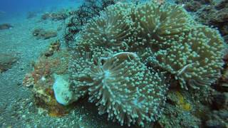 Mergulharte - Dive Point - Drop Off in Tulambem  - Bali - Indonésia 2019