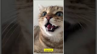 Cats roaring 😮🚩#doglovers #trending #cats #rat #catandrat #trending #4kviral