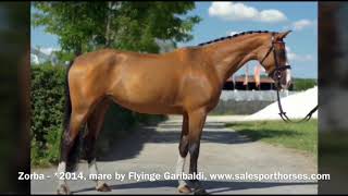 FOR SALE - Zorba - *2014, mare by Flyinge Garibaldi, hunter prospect, www.salesporthorses.com