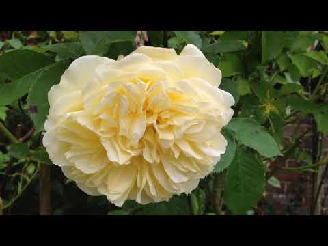 The Beauty of Growing Roses The Beauty of Growing Roses