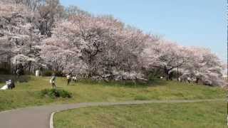 桜満開　「大宮公園　墨田公園　隅田川」