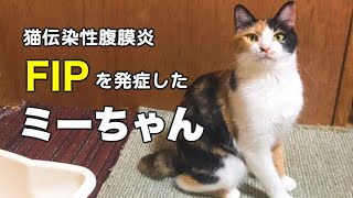 FIPを発症した猫100日後の診断結果