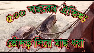 ভোঁদড় দিয়ে মাছ ধরা।