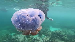 Facts about jellyfish [জেলিফিশ সম্পর্কে মজার তথ্য জানুন]