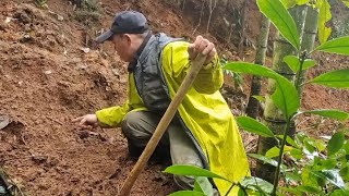 野豬吃過竹筍的地方，每次都是這樣挖，也能挖出幾個斤把的大貨