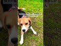 嬉しそうに走り回るビーグル犬 いぬ dog