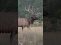 BIG Colorado Bull Elk With A Bow!! #shorts