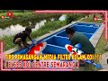 TIPS PEMASANGAN MEDIA FILTER KOLAM KOI❗❗❗( BLESS KOI CENTRE SEMARANG )