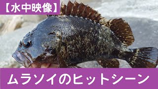 【水中映像】ゴロタ場釣りの主役！ムラソイの水中ヒットシーン観察【NO.029】