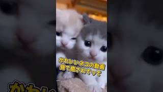 １分で癒やされるネコの動画5選#cat#cute#kitten#pets#猫#shorts