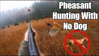 How to Hunt Pheasants Without a Dog