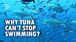 Why Tuna Can’t Stop Swimming And How Tuna Sleep