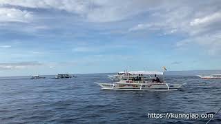 Watch Dolphin Tour, bohol, philippines 菲律宾看海豚