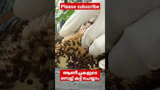 ആൺ തേനീച്ചകളുടെ സെല്ല് കട്ട് ചെയ്യാം || Eggs of male bees can be cut || തേനീച്ചവളർത്തൽ || Beekeeping