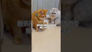 困り顔で反省してるフリする猫がこちら