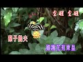 千里故人千里月 純音樂伴奏 至醒重新制作