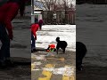 clever dog rescues worker shorts