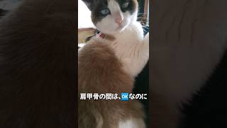 しっぽの付け根はダメなんです！ #保護猫 #shorts