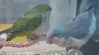 퀘이커앵무새Quaker Parrot 순도리♡부츄 (아무말 대잔치~♡)