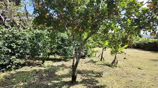 Earthing. What a beautiful Day in Alto Quiel Panama