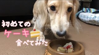 【ミニチュアダックス】初めてのケーキ🍰たべてみた！#ミニチュアダックスフンド #いぬ #dog #はじめてのケーキ