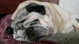 Rhino the SNORING Pug